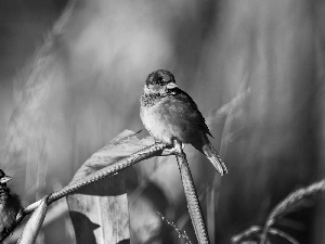 Two cars, sparrows