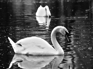 Two cars, Swan