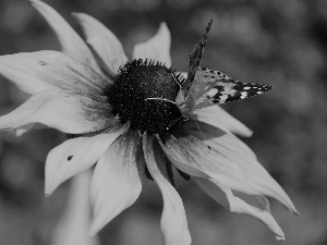 undine, Cardui, titmouse, butterfly, Rudbeckia