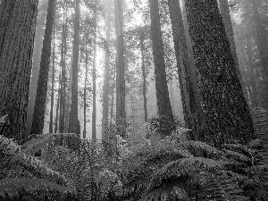 Redwood National Park, trees, Fog, viewes, fern, California, The United States, redwoods