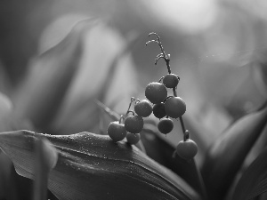 lily of the Valley, Red, Fruits