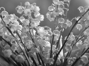 Lily of the Valley