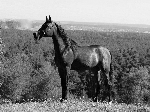 VEGETATION, Horse, Arab