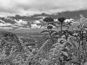 VEGETATION, Flowers, Mountains, woods, sea