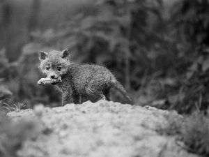 VEGETATION, young, fox