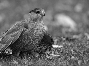 VEGETATION, Bird, hawk