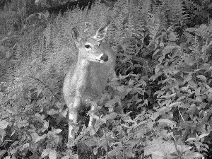 VEGETATION, deer, lush