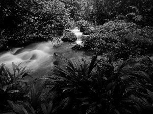 VEGETATION, Costa Rica, flux, Stones, jungle