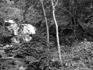 VEGETATION, Spring, stream, mountainous, waterfall