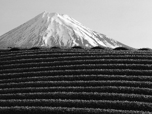 volcano, VEGETATION