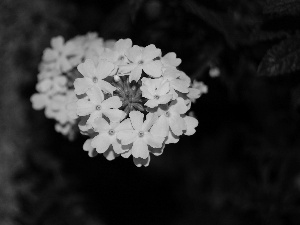 Verbena garden