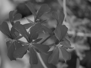 Verbena hybrida