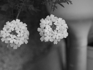 White, verbena