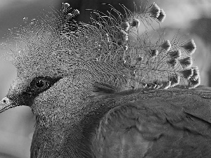 blur, Bird, Victoria Crowned Pigeon