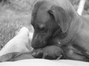 dog, Pig Vietnamese