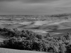 trees, field, View, viewes