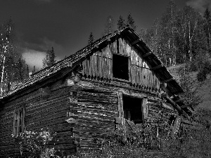 viewes, Ascension, Shanty, trees, house