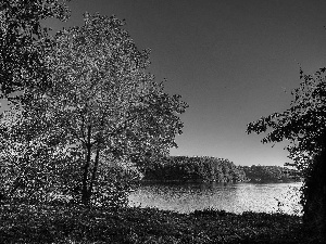 trees, woods, Leaf, color, lake, viewes, autumn