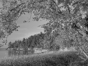 autumn, trees, viewes, lake