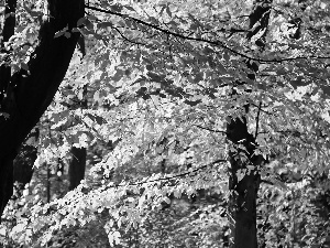 Autumn, trees, viewes, Leaf