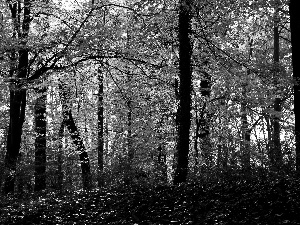 Leaf, Park, viewes, autumn, trees, Yellow