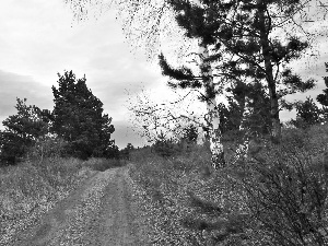 trees, Mountains, Leaf, woods, Way, viewes, autumn