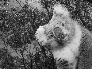 teddy bear, trees, viewes, Koala