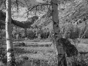 viewes, birch, Mountains, trees, autumn