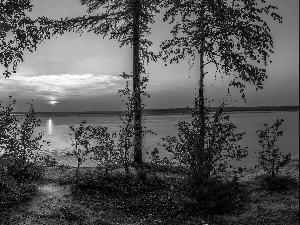 sun, lake, viewes, birch, trees, west
