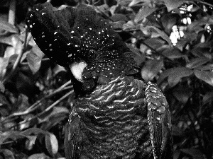 black, trees, viewes, cockatoo