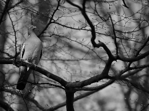 trees, viewes, comber, branch pics, pigeon