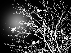 viewes, 2D, branch pics, trees, Sparrows