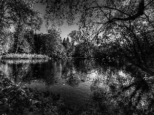 trees, Park, ducks, Pond - car, autumn, viewes, birds