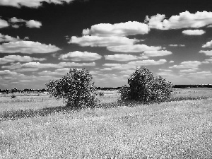 viewes, clouds, medows, trees, field