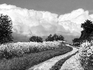 viewes, clouds, Flowers, trees, Way