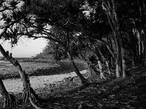 Coast, trees, viewes, Australia