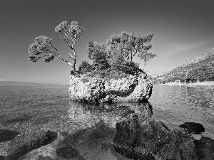 Coast, trees, viewes, Rocks