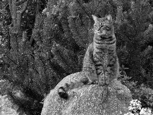 viewes, Conifers, Stone, trees, cat