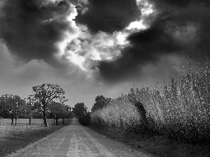 trees, clouds, field, Way, dark, viewes, corn