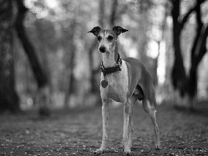 dog, trees, viewes, dog-collar