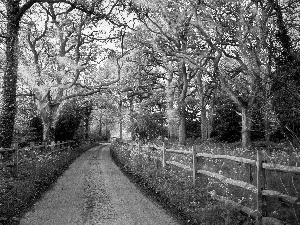 sun, trees, Fance, luminosity, Przebijające, Way, viewes, Spring, flash, ligh