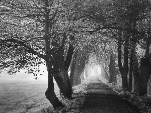 sun, trees, field, luminosity, Przebijające, Way, viewes, autumn, flash, ligh