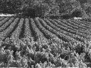 Field, trees, viewes, lavender