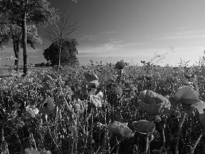 Field, trees, viewes, poppy