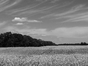 Field, trees, viewes, rape