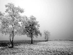 viewes, Field, frosty, trees, winter