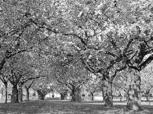 viewes, Flowers, Park, trees, Spring