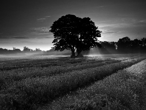 viewes, Narrow-Leaf Lavender, sun, trees, west