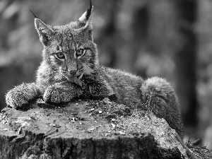 viewes, forest, trunk, trees, Lynx