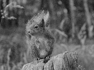 viewes, forest, trunk, trees, squirrel